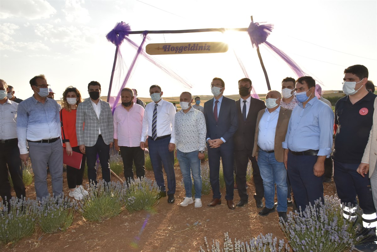 “Tıbbi ve Aromatik Bitki Yetiştiriciliği Projesi”  hasat etkinliğine katıldı. 29/06/2021